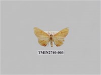 藏品(尺蛾296)的圖片